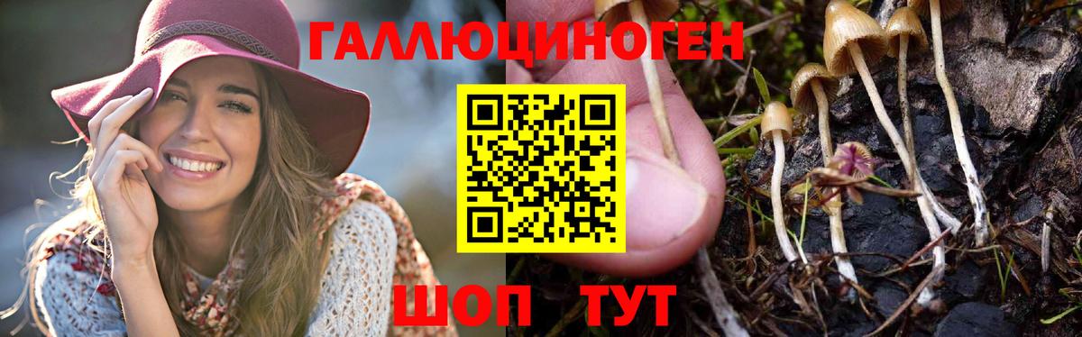 Галлюциногенные грибы Psilocybine cubensis Дивногорск
